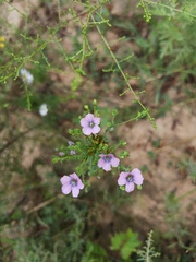 Linaceae