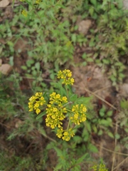 Patrinia scabiosifolia