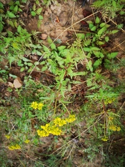 Patrinia scabiosifolia