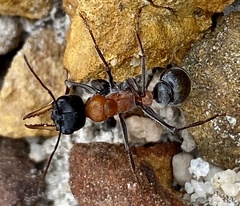 Myrmecia chasei