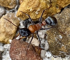 Myrmecia chasei