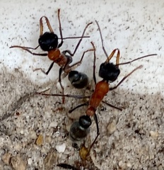 Myrmecia chasei