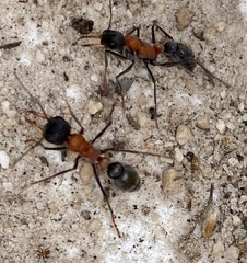 Myrmecia chasei