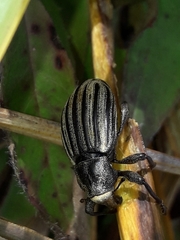 Lyperobius
