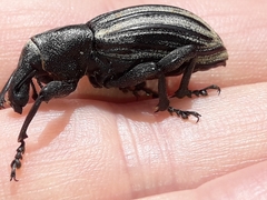 Lyperobius