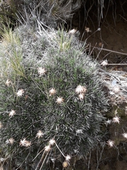 Celmisia laricifolia