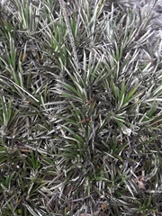 Celmisia laricifolia