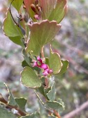 Adenanthos cuneatus