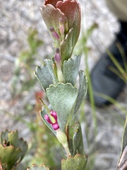 Adenanthos cuneatus