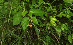 Begonia sutherlandii