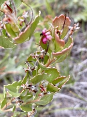 Adenanthos cuneatus