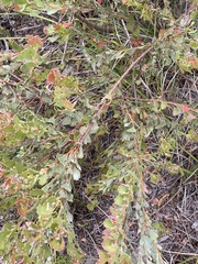 Adenanthos cuneatus