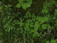 Thalictrum rhynchocarpum