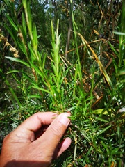 Cliffortia strobilifera