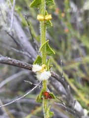 Acacia biflora