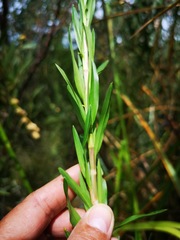 Cliffortia strobilifera