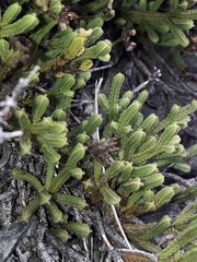 Veronica tetrasticha