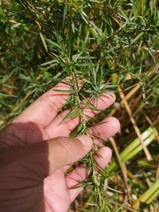 Cliffortia strobilifera