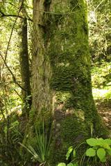 Afrocarpus falcatus