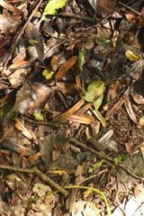 Afrocarpus falcatus