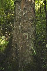 Afrocarpus falcatus