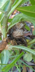 Oliganthes