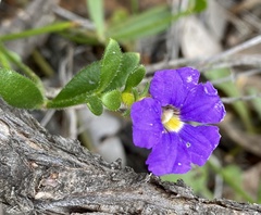 Scaevola calliptera