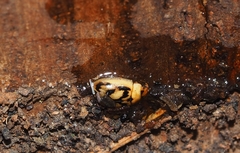 Peltoschema hamadryas