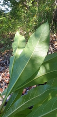 Oliganthes