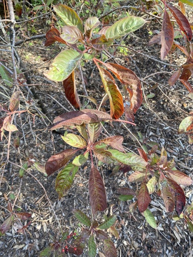 Hamelia patens image