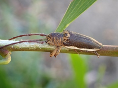 Rhytiphora decipiens