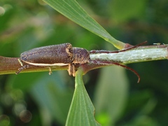 Rhytiphora decipiens