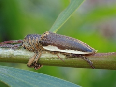 Rhytiphora decipiens