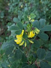Coronilla valentina