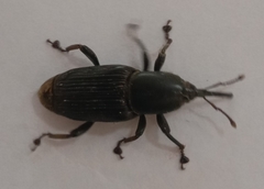 Odoiporus longicollis