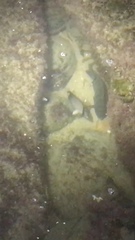 Chaetodon decussatus