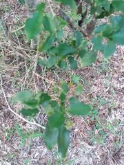 Jasminum simplicifolium