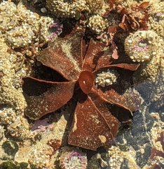 Constantinea simplex