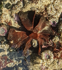 Constantinea simplex