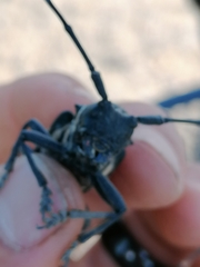 Zographus oculator