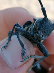 Zographus oculator