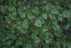 Crataegus dsungarica
