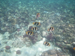 Chaetodon tricinctus