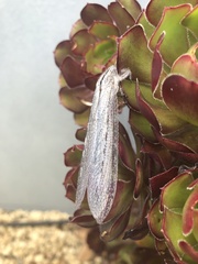 Acanthaclisini