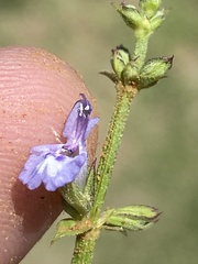 Salvia stenophylla