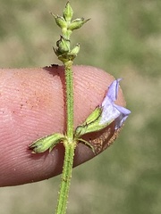 Salvia stenophylla