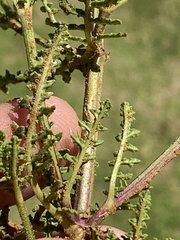 Salvia stenophylla