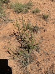 Salvia stenophylla
