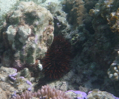 Heliocidaris tuberculata