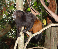 Saguinus weddelli weddelli